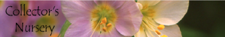wp4559c99c.png